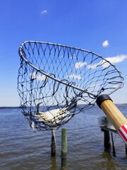 A wire net holding one blue crab