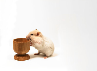 A white Syrian hamster, a pet, examines a wooden glass with interest, .there is a place to insert text