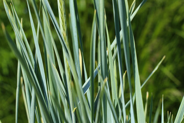 Close-up (macro photography) of grass shoots with selective focus in sunlight as a natural background or texture (Lat. Galamagrostis, Acutiflora 'KARL FOERSTER')