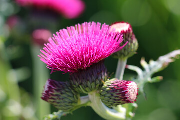 Close-up (macro photography) of thistle (Lat. Carduus) flower with buds on natural blurred dark green background