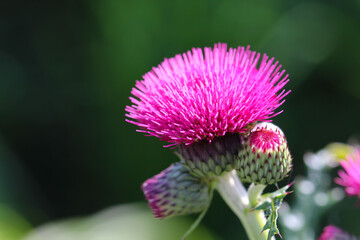 Close-up (macro photography) of thistle (Lat. Carduus) flower with buds on natural blurred dark green background