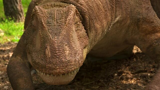 Allosaurus live dinosaur in the summer park among green trees. Breathes and blinks. The dinosaur looks around. LIVE Lizard robotic model at the exhibition. The large lizard raises its head.