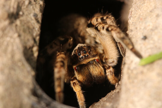 Wolf spider,  Tarantula (Lycosa singoriensis) in his dwelling. Tarantula in a hole.