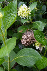 開花して元気な紫陽花と枯れた紫陽花の対比