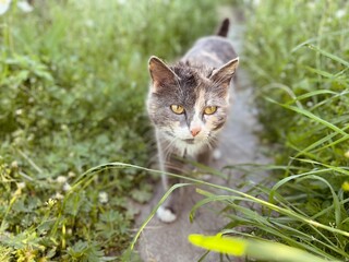 Grey cat on the grass