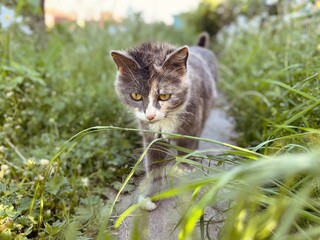 Grey cat on the grass