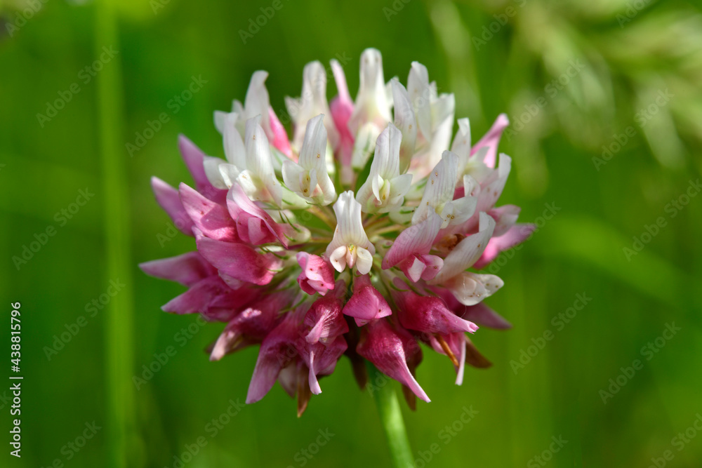 Wall mural zweifarbige Wiesenklee-Blüte (Trifolium pratense) // Blossom of a Red clover 