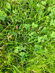 Trèfle qui commence à pousser dans une pelouse 