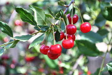 Ripe cherry (Latin. Prunus subg. Cerasus) in the summer garden 