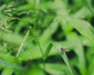 an insect on a leaf
