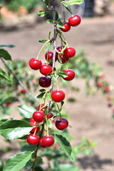 Ripe cherry (Latin. Prunus subg. Cerasus) in the summer garden 