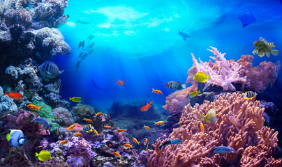 Life in a coral reef. Rich colors of tropical fish. Animals of the underwater sea world. Ecosystem.  © silvae