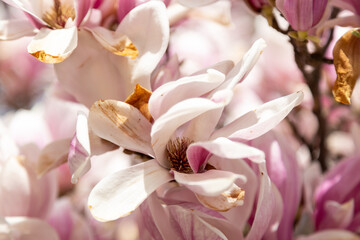 Fototapeta na wymiar Beautiful pink white magnolia flowers