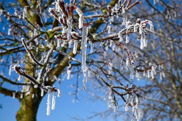 Eiszapfen am Baum