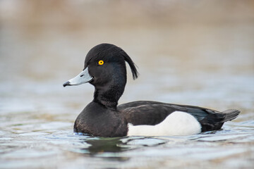 Schwimmende Reiherente 