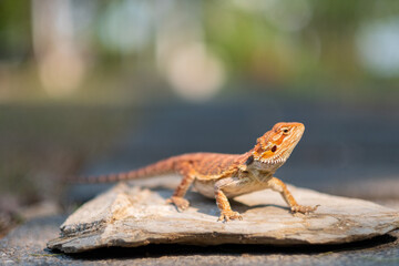 bearded dragon on ground with blur background