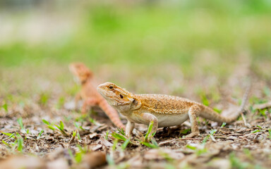 bearded dragon on ground with blur background