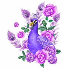 peacock illustration with roses and flowers in summer
