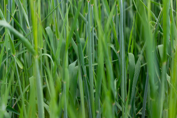 Fototapeta na wymiar Young green barley. Green wheat.