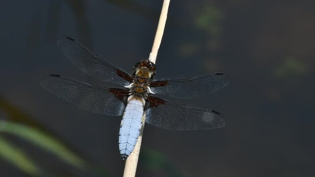 Broad-bodied chaser / broad-bodied darter (Libellula depressa) male perched on stem and taking off