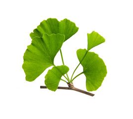 Ginkgo biloba, commonly known as ginkgo or gingko. Branch isolated on white background. High...