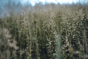 Fototapeta premium field of wheat