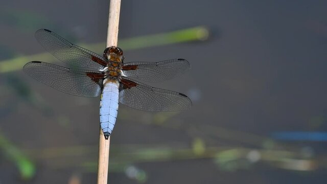 Broad-bodied chaser / broad-bodied darter (Libellula depressa) male perched on stem and taking off