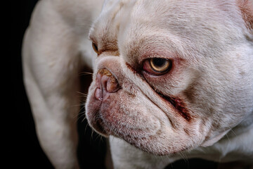 Portrait of an English bulldog with a black background