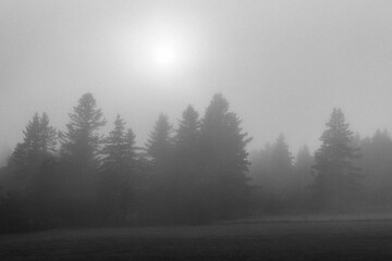 Pine trees in fog, in Cutler, Maine