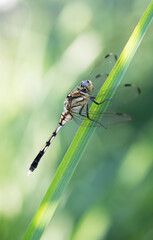 日陰のススキにとまるシオカラトンボ1