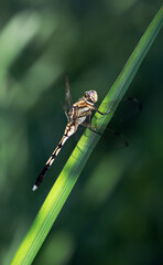 夕日を浴びるシオカラトンボ1