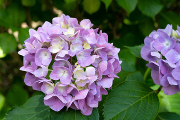 薄紫のアジサイが満開