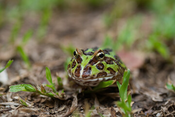 closeup argentine horned frog on ground