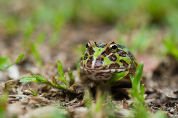 closeup argentine horned frog on ground