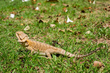 bearded dragon on ground with blur background