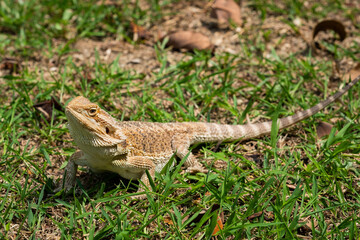 bearded dragon on ground with blur background