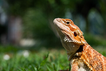 bearded dragon on ground with blur background