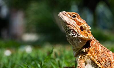 bearded dragon on ground with blur background