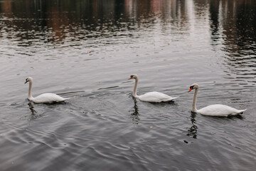 swans on the river