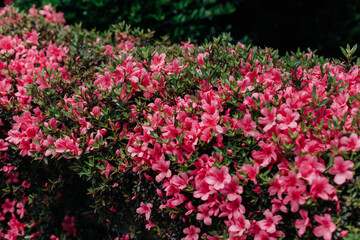 pink tulips in the garden