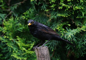blackbird on a tree