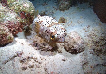 Porcupine Fish (Juvenile) on the Reef © Joseph M. Bowen