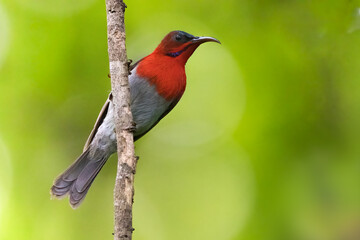 Beautiful Crimson Sunbird (Aethopyga siparaja) bird. Birds of Thailand.