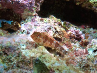 Saddleback Blenny on the Reef