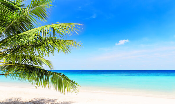 Coconut palm leaves against blue sky and beautiful beach in Phuket, Thailand.