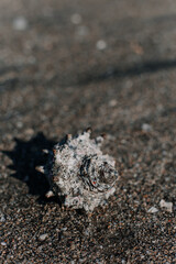 seashell on the beach