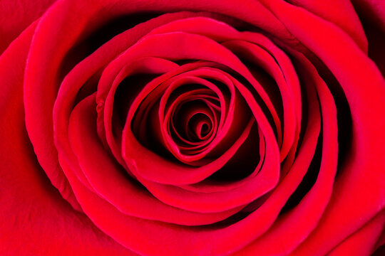 Beautiful red rose flower as background, close up.