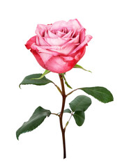 Pink rose flower isolated on white background.