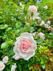 Pink Rose Garden in Bloom