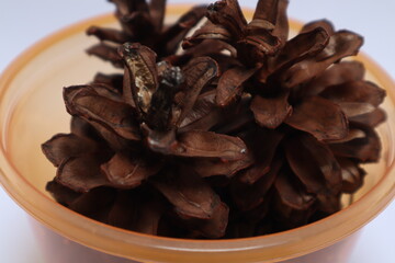 A bunch of pinecones in a small pastic bowl